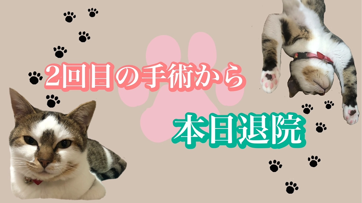 【速報】2回目の手術から本日退院😸🎉