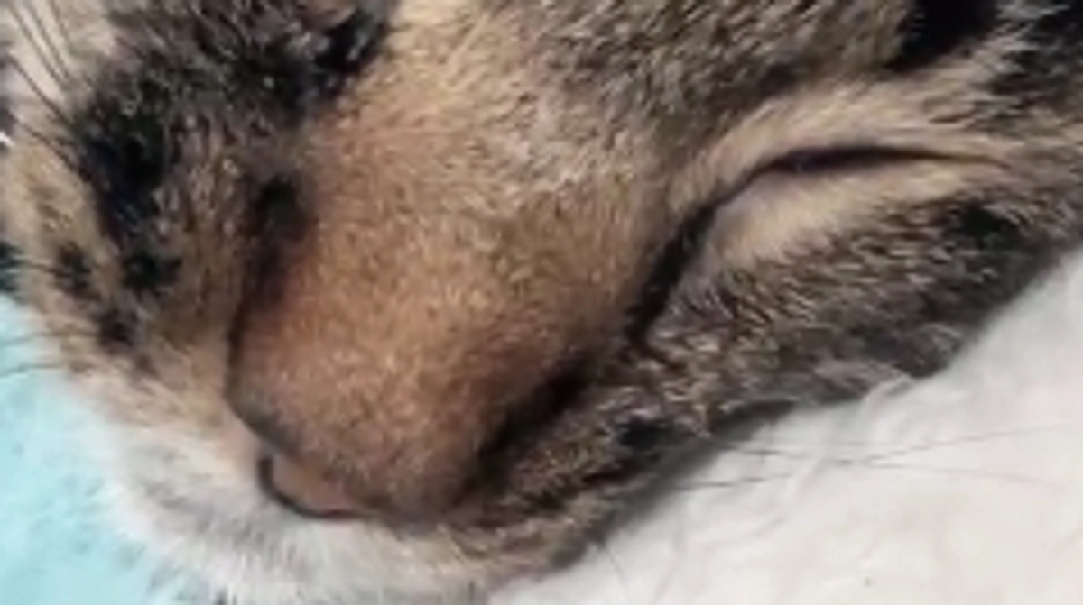 3回目の抗がん剤治療＆サプリと食事の購入