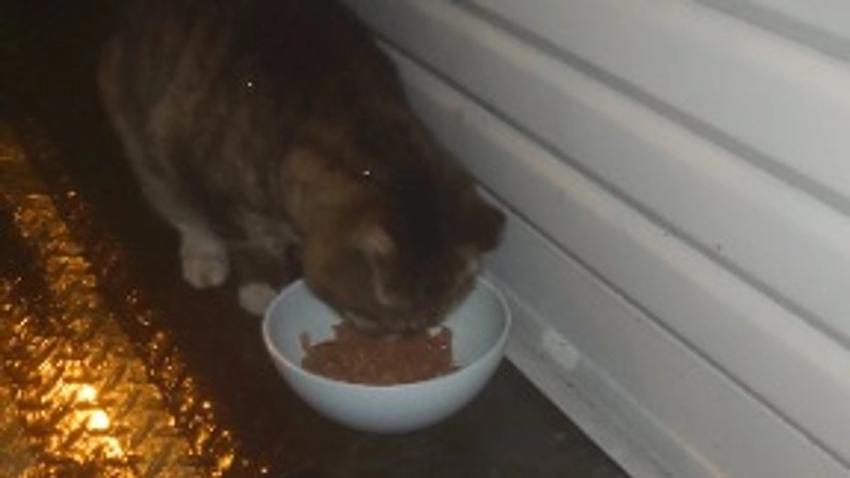 大阪市所有者不明猫について