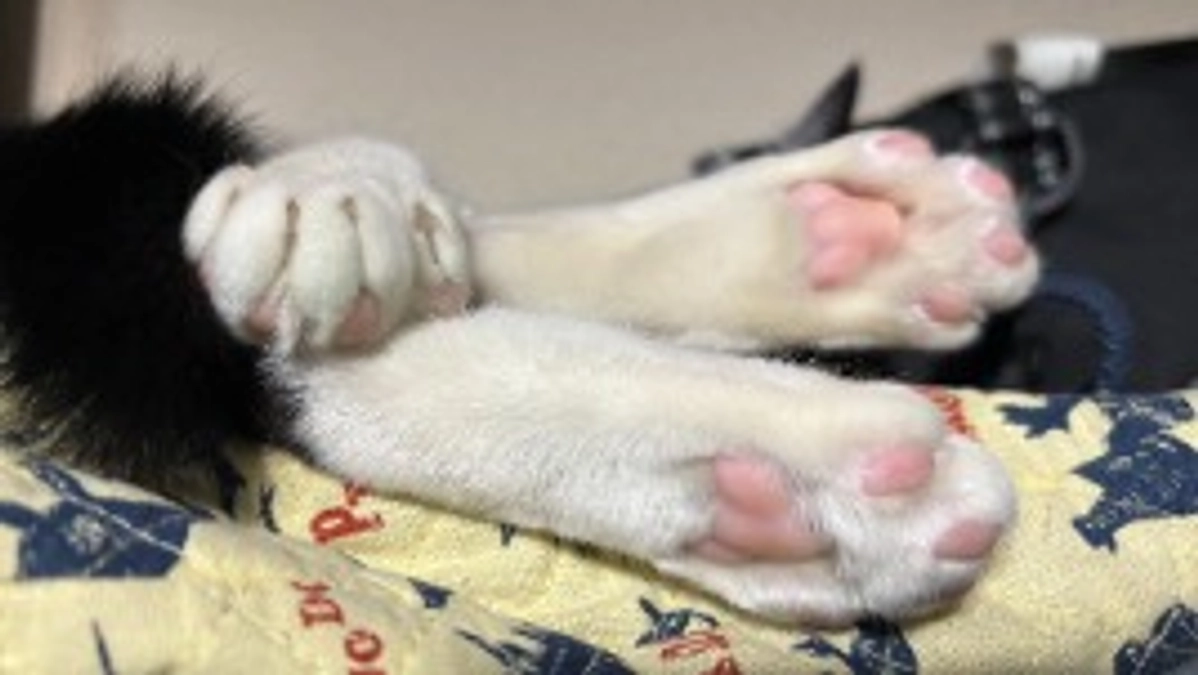 リゲルが正式譲渡になりました！