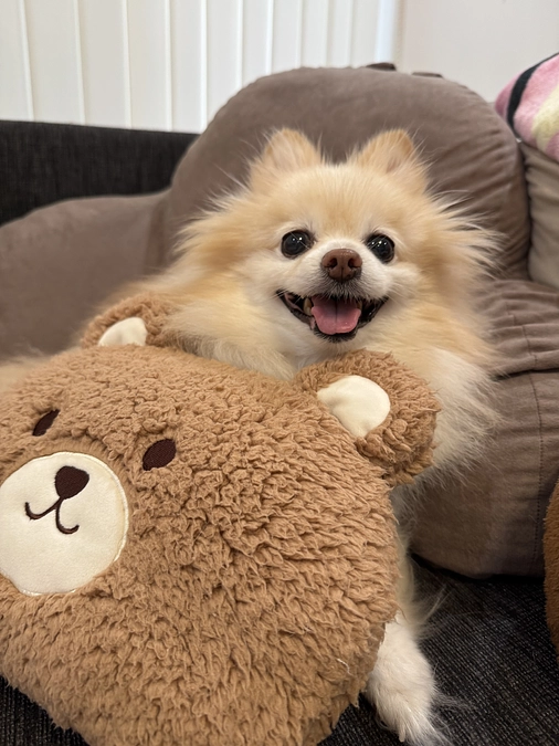 本日のちゅらです