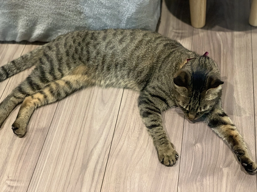 12日目＊達成6日目