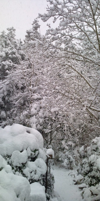 野生動物／工場付近の動物達（交通事故）