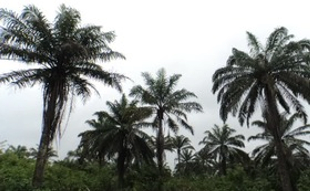 ✤感謝メールを送らせていただきます✤