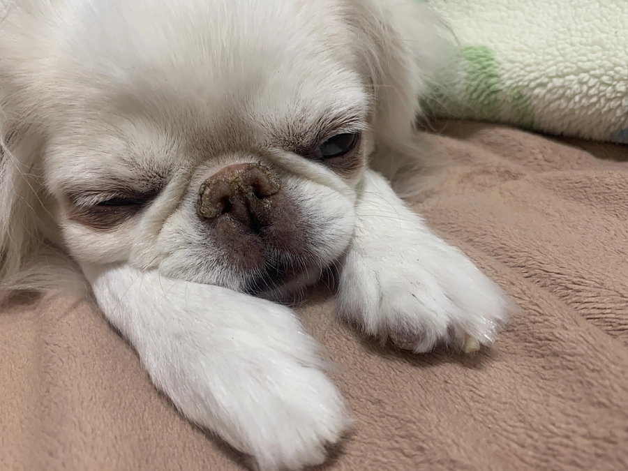 残り20日🐶‼️