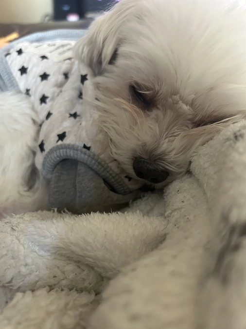 公開日終了まで残り15日