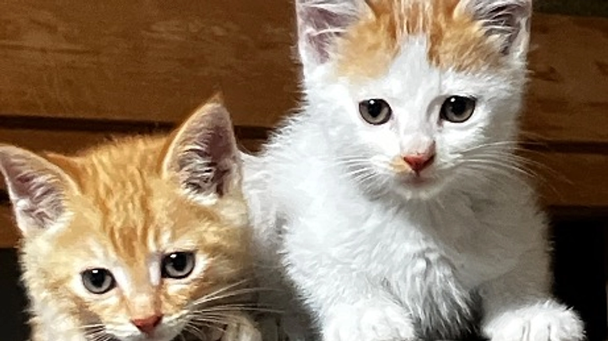 クラファン残り９日。