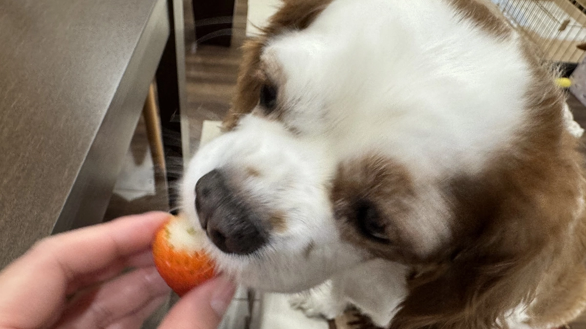 残り25日となりました【35日目】