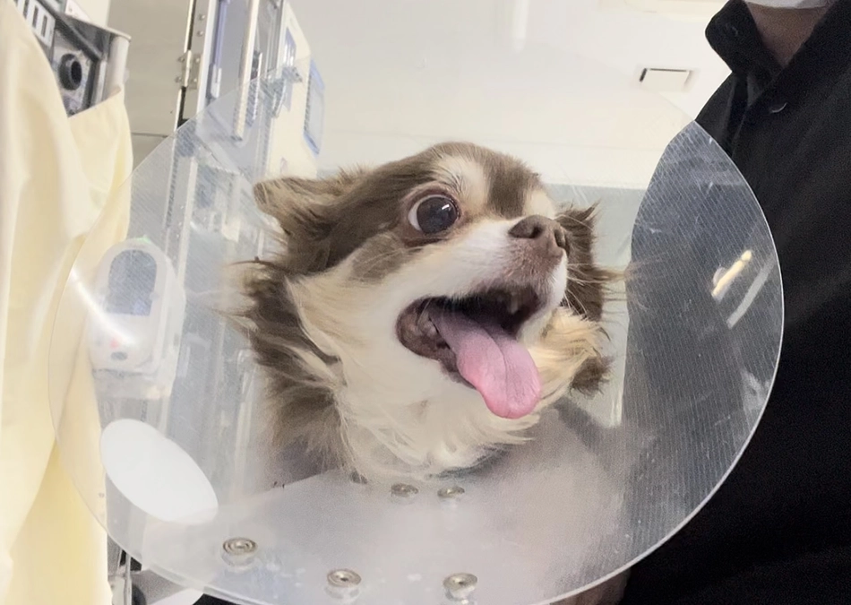 今日のメロちゃん　2月7日