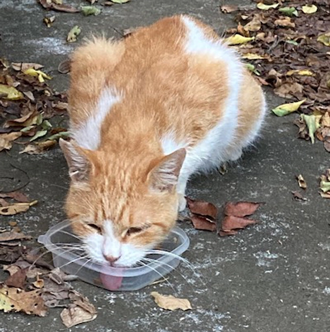 チャロ君、毎日のお薬、頑張ろうね！