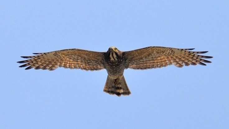 絶滅危惧種のサシバを守るために「サシバの里物語」を再販したい
