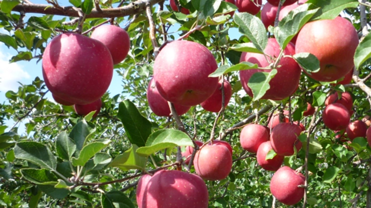 今年も真っ赤に実らせたい！青森・りんご園再生プロジェクト