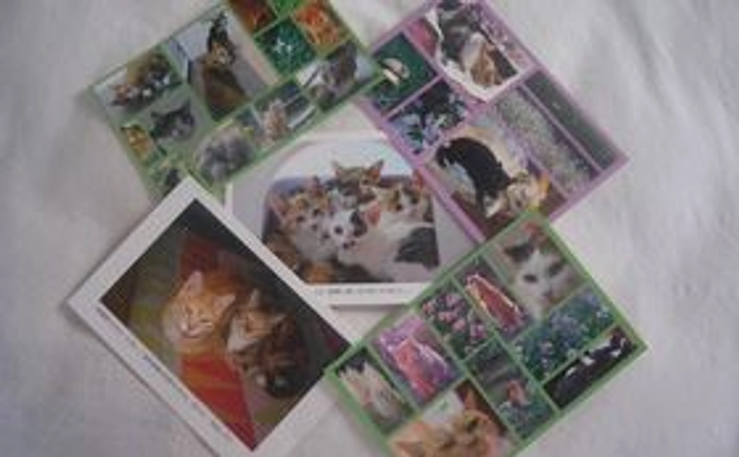 頂いた資金がすべて活動費に！