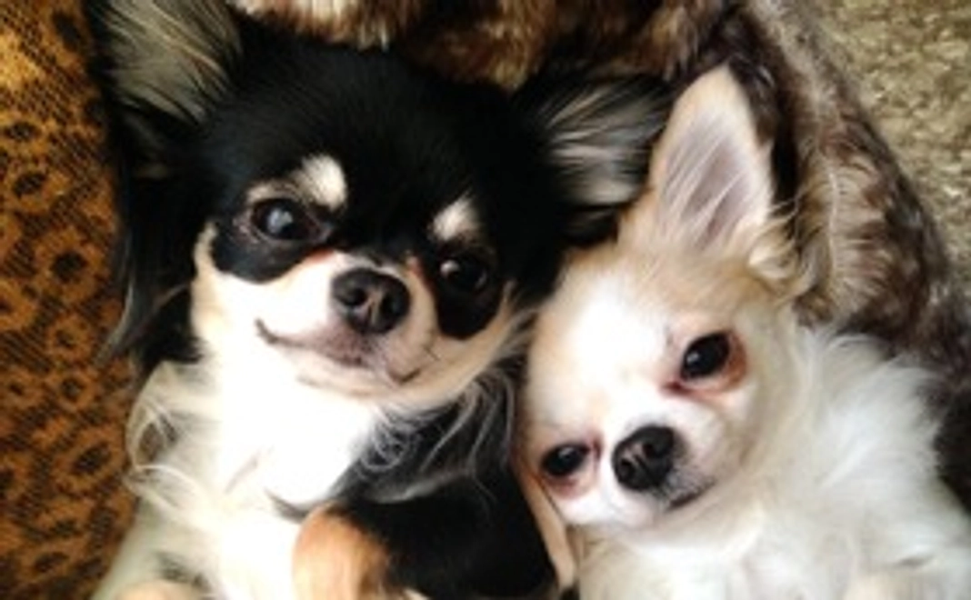 ありがとうございます②