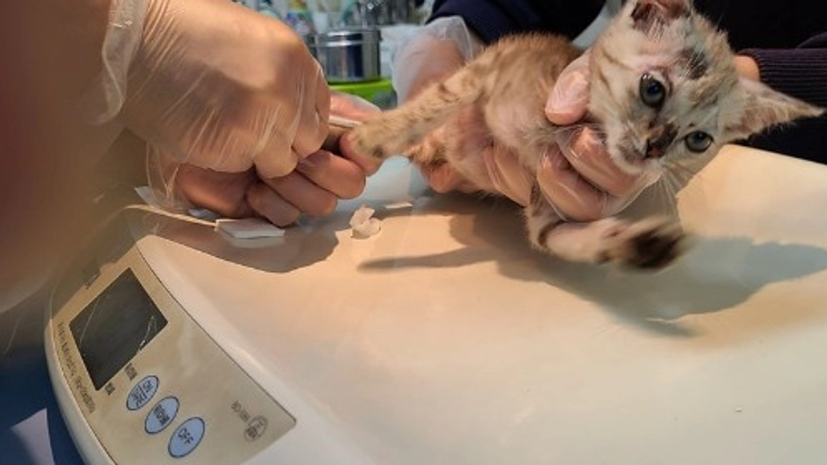 【ラスト32時間となりました🕒 】酷い皮膚病の状態で遺棄されていた8頭を緊急保護しました②