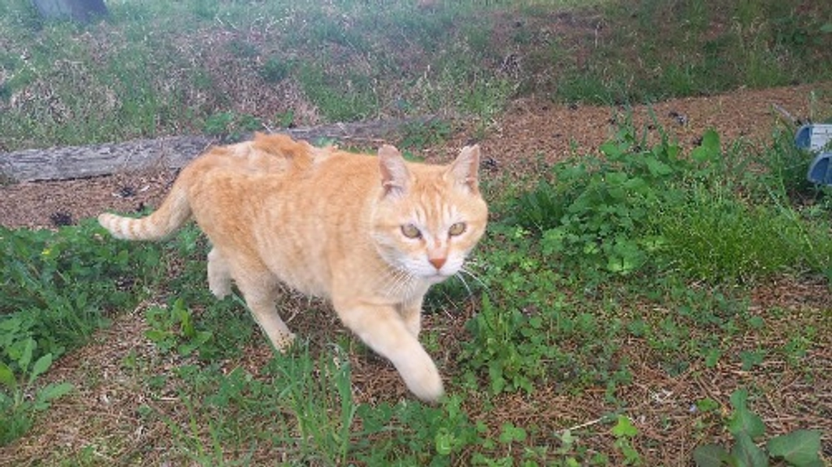 明日の手術予定