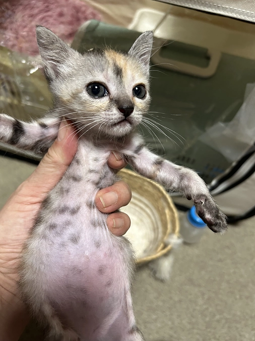 少し前入院してた子達退院して元気にしてます❣️