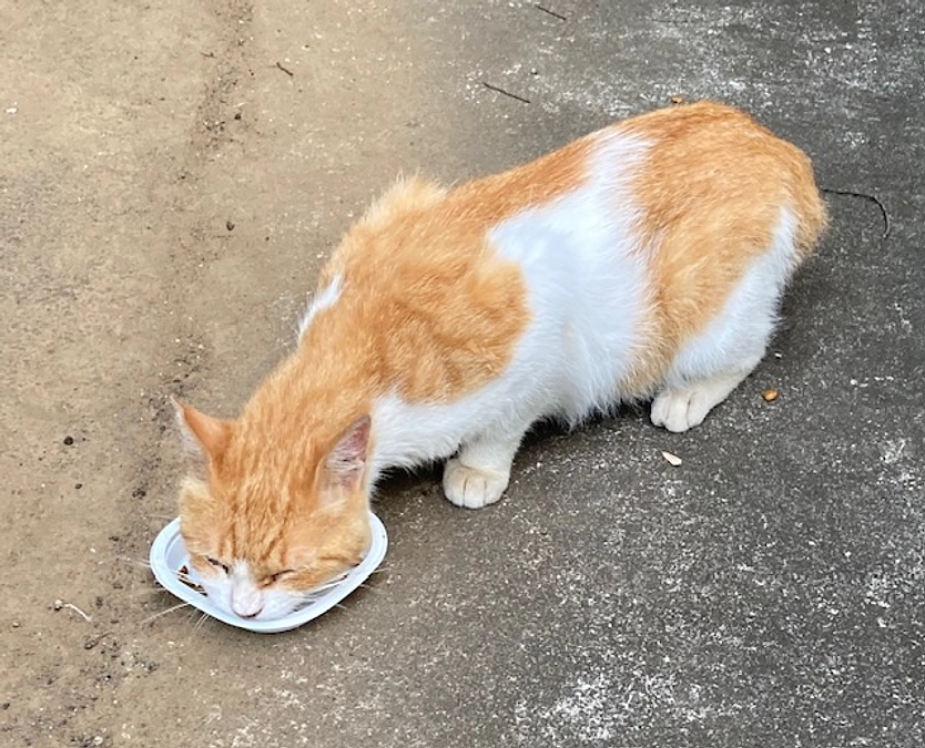 おかえり、チャロくん！