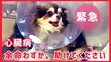 余命わずか。心臓病（僧帽弁不全症）で苦しむメロを助けてください！！ のトップ画像