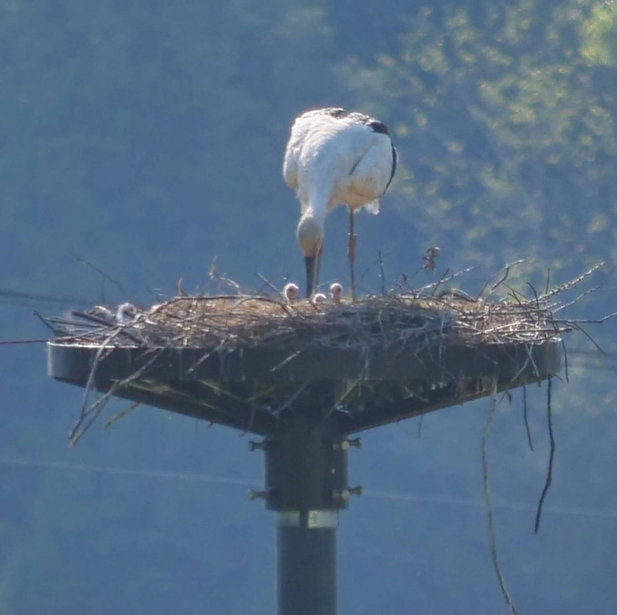 やっと、孵化しました！