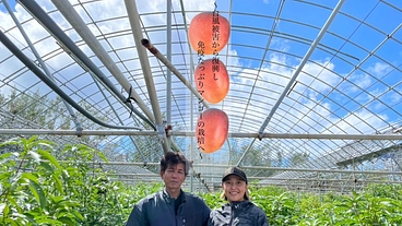 台風被害から復興し、多くの方にマンゴーを届けたい！ のトップ画像