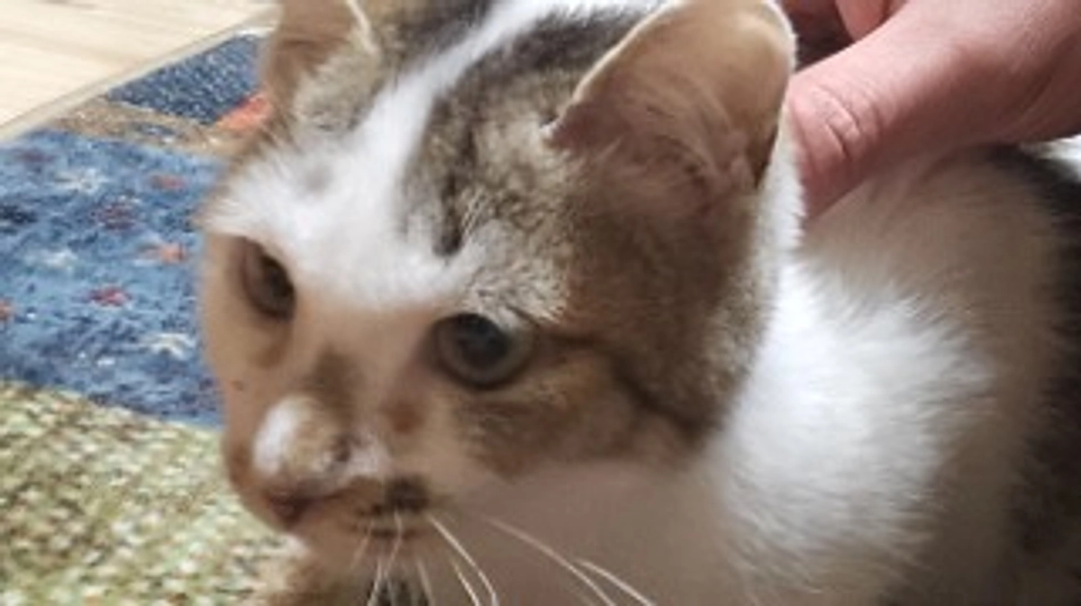 預かり猫ちゃんの、こまち