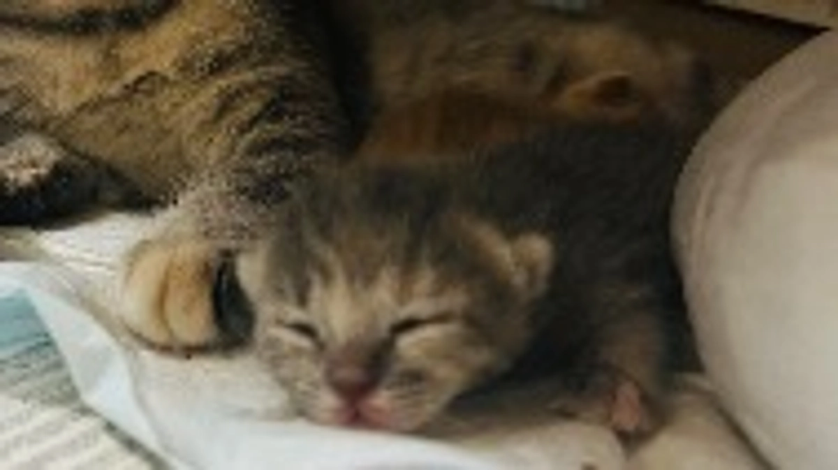 代理支援に関して