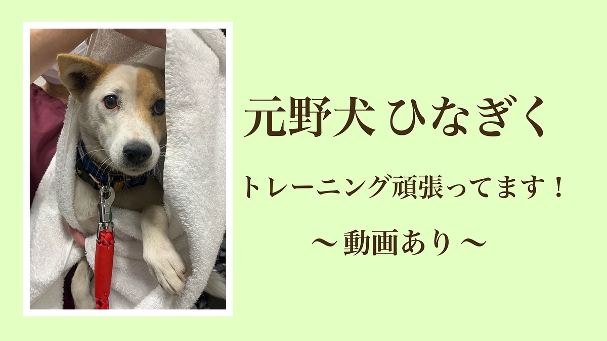 【元野犬“ひなぎく” 一筋縄ではいかないトレーニング！】