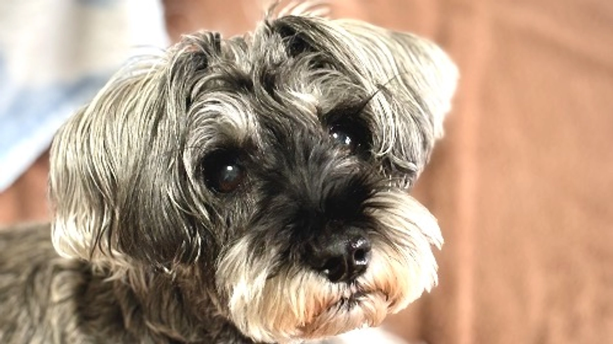 ロイのために出来ること。