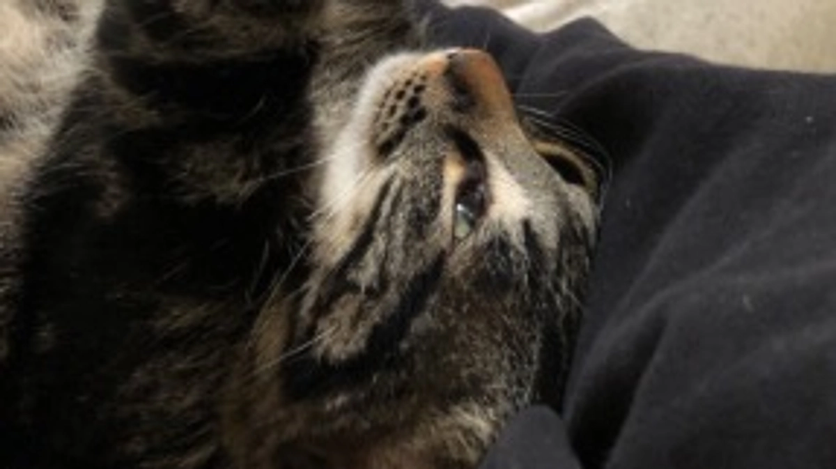 プロジェクト達成の感謝、ネクストゴールのご報告