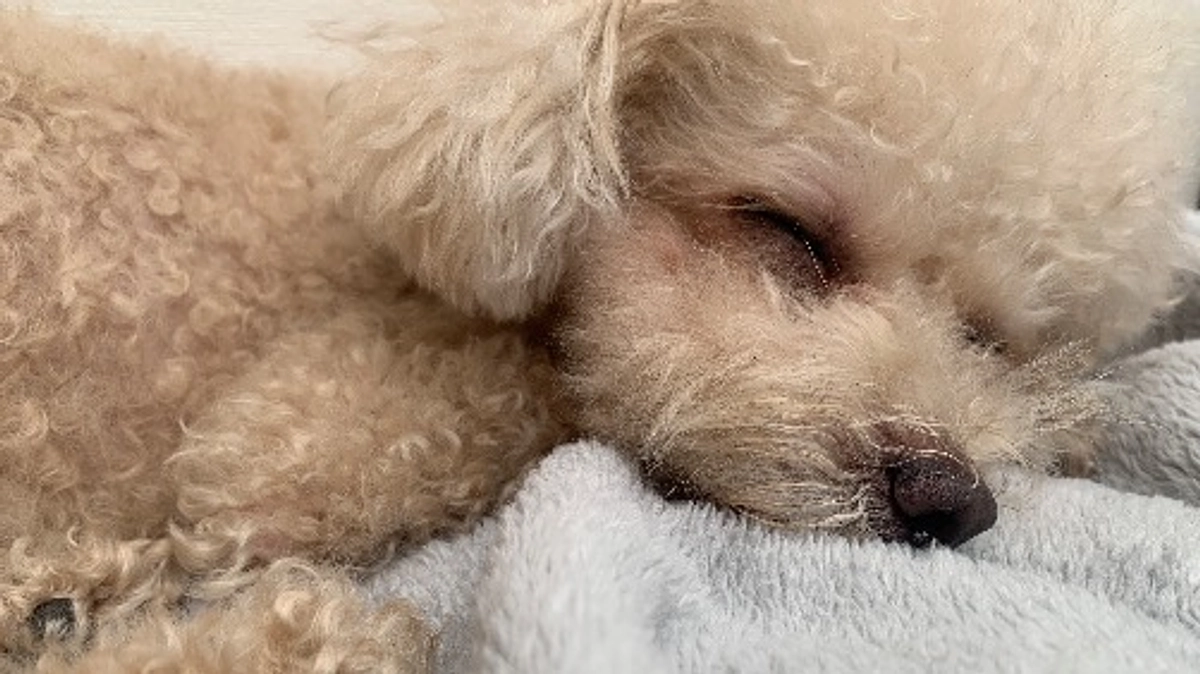 手術まであと5日