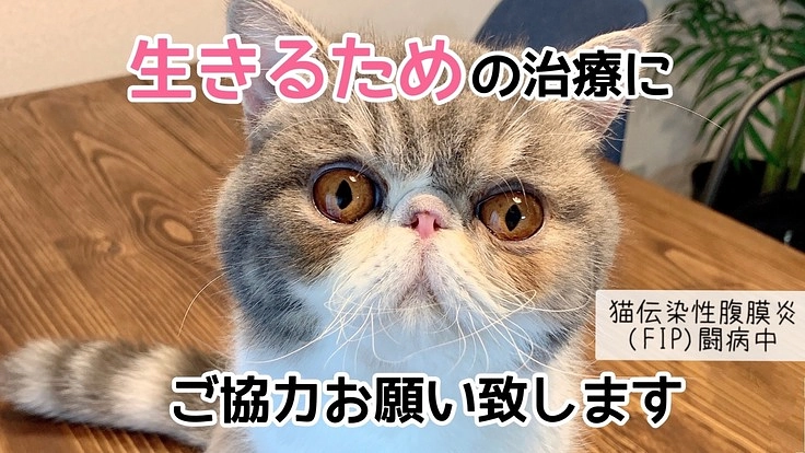 猫伝染性腹膜炎（ＦＩＰ）治療費のご支援を宜しくお願い致します。