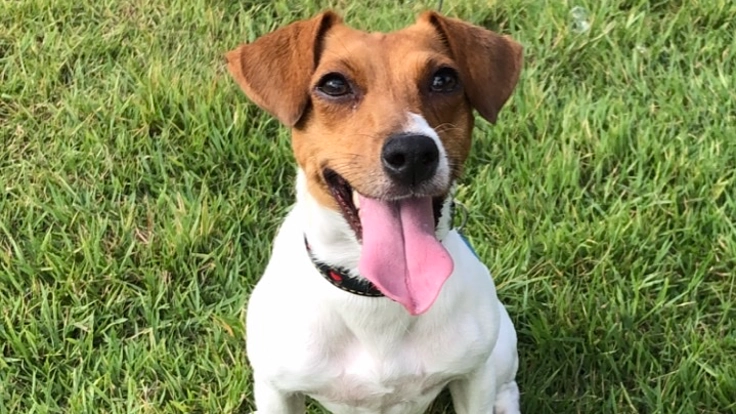 遺伝病と闘うサランを助けてください！