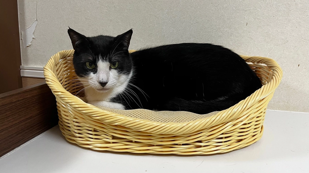 新たな糖尿病の猫　マカロンくん