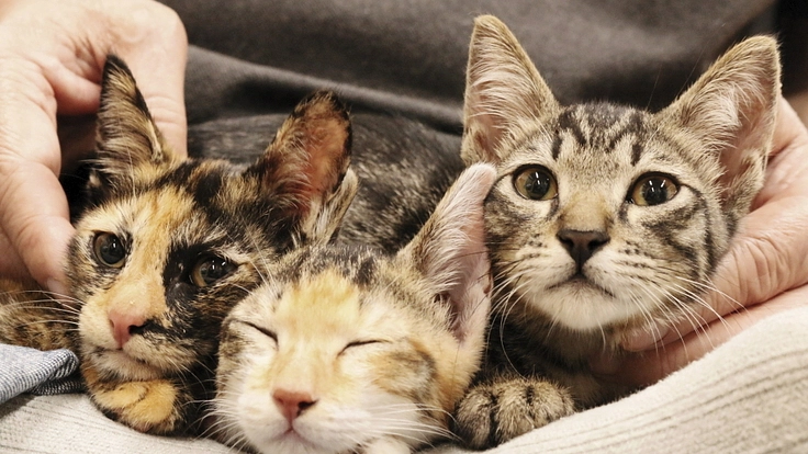 地域猫・保護猫を救う猫ハウスを作りたい|新玉旅館の新たな挑戦