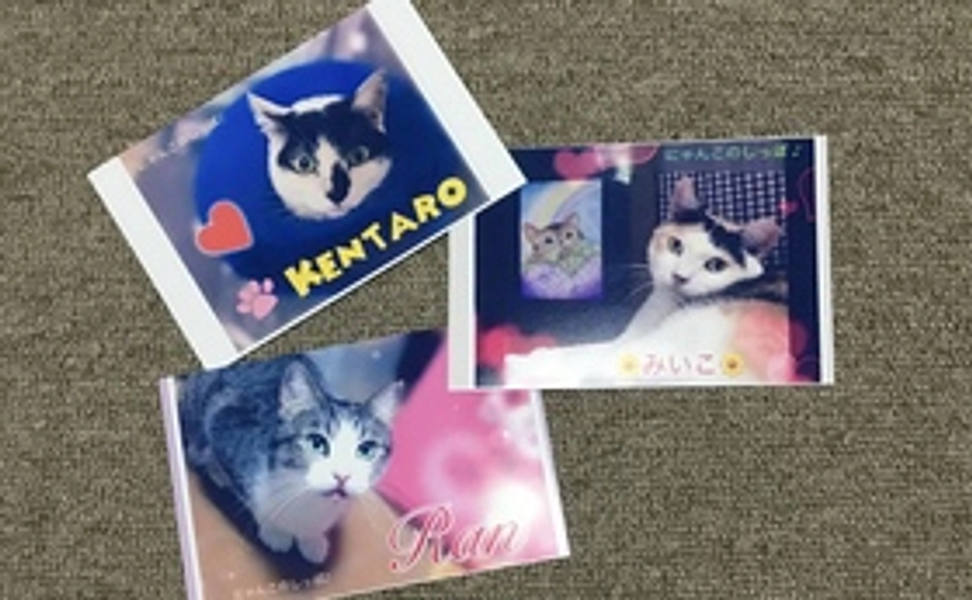 保護猫ポストカード３枚
