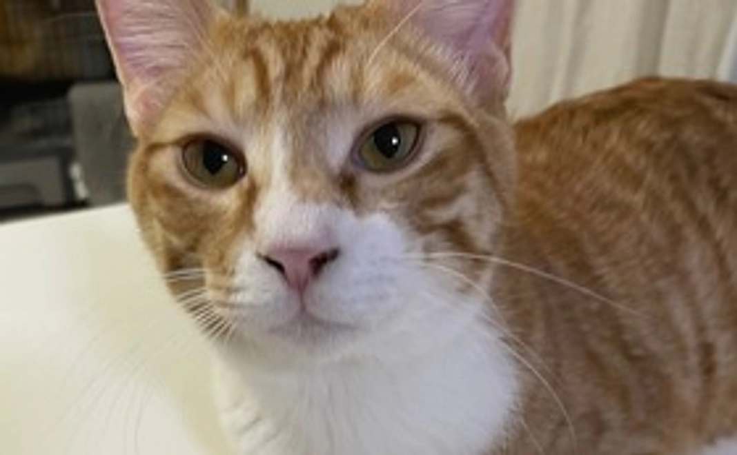 感謝のメールと画像1枚