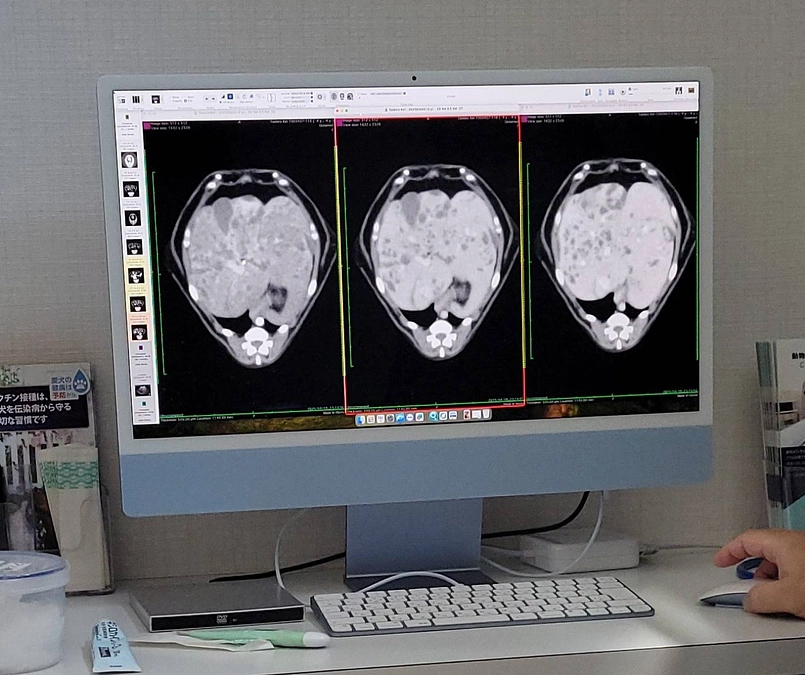 沢山の皆様に応援いただいてるきりちゃんの検査結果　（長文ですのでお時間がある時に…。）