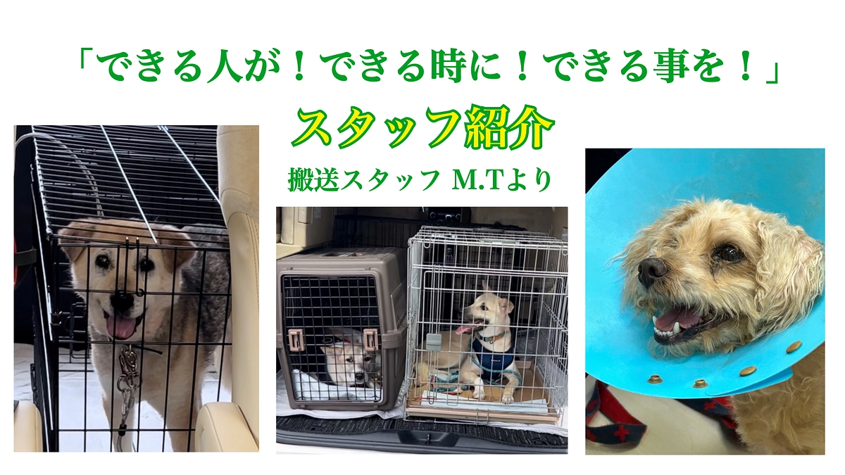 【終了まであと3日！】アリススタッフのご紹介〜搬送ボランティア・M・Tさん〜