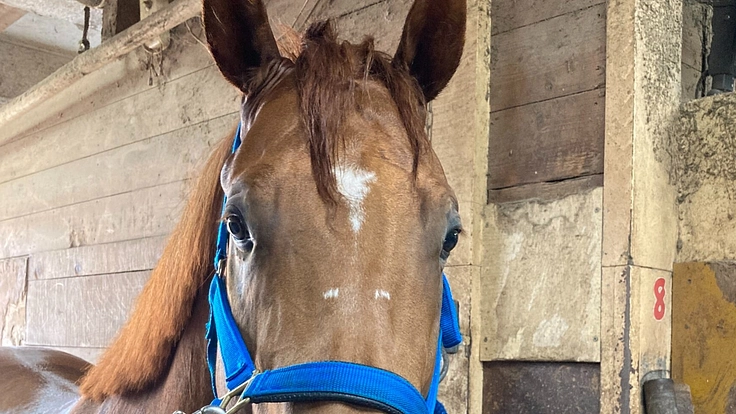 引退競走馬のセカンドキャリア支援でプーリアフレイバーを助け出す