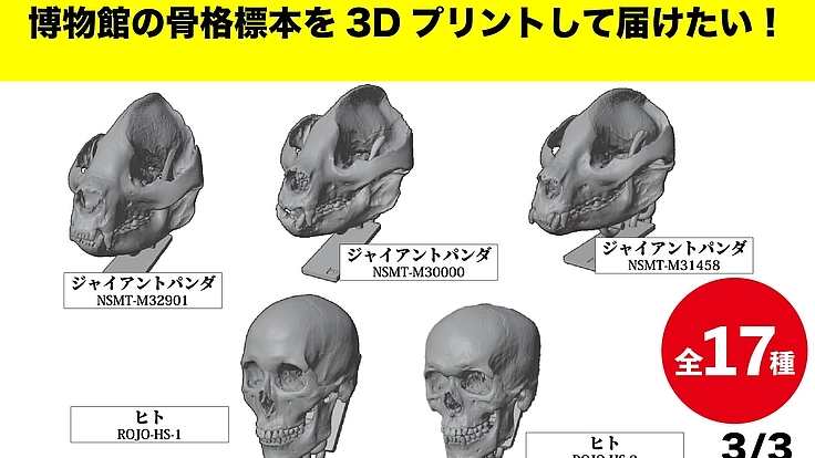見るだけの骨から、触れる骨へ｜手のひらサイズの哺乳類頭骨レプリカ 6枚目