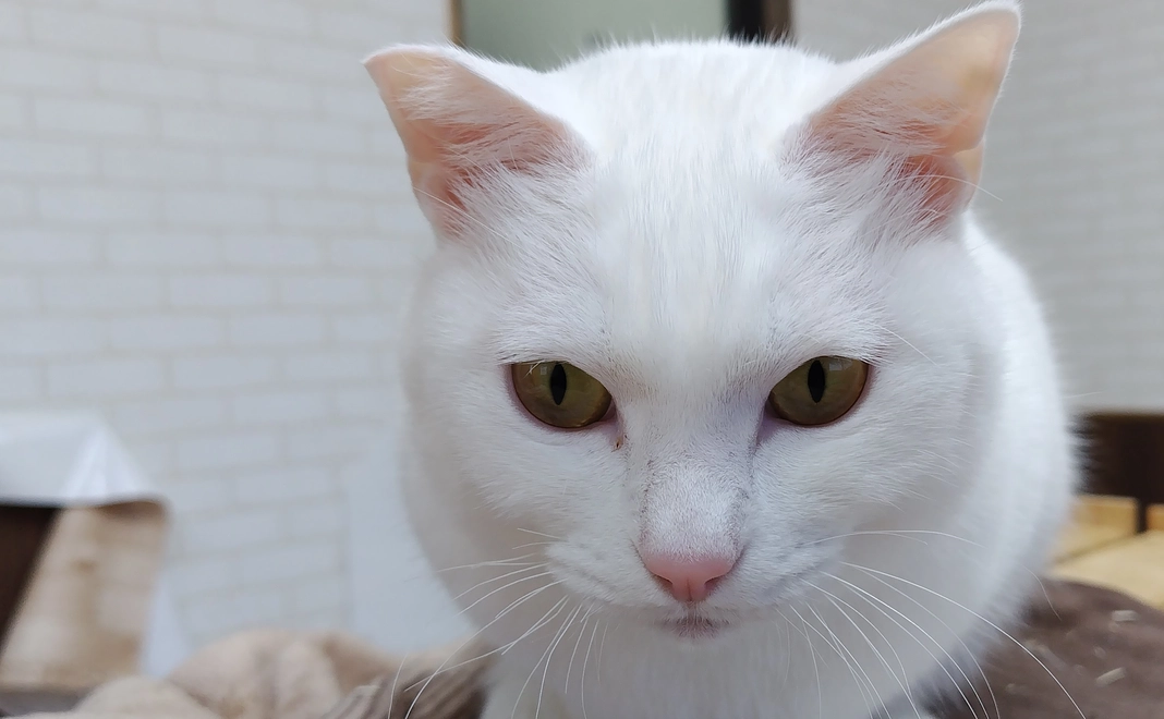 感謝のお手紙と保護猫写真をお送りさせて頂きます。