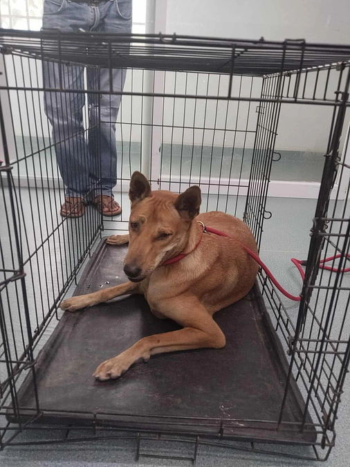 レイディ゙、病院へ行き今朝健康状態が判明!