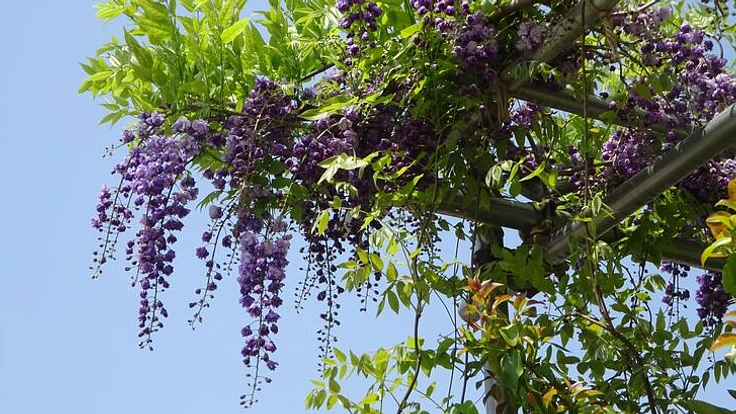 種の保存をし見せることで、環境保護の一部となり、次代につなげたい