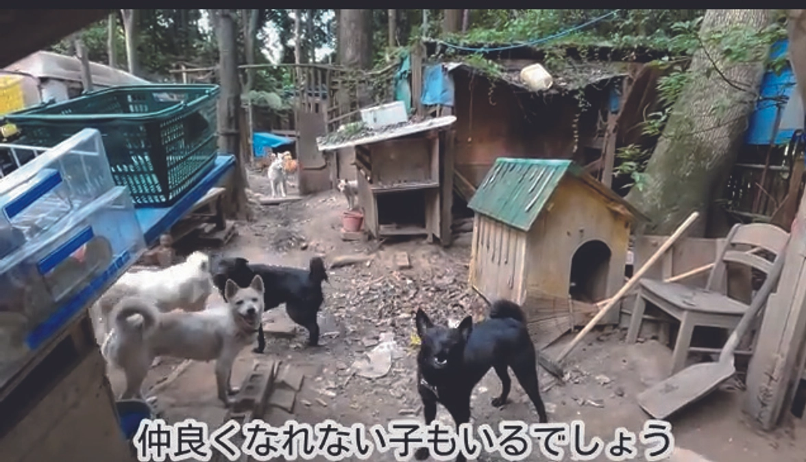 現在取り組んでいる緊急案件の報告です。山火事と40頭多頭飼育崩壊。