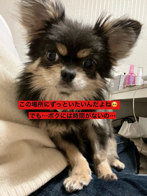 プロジェクト終了まで残り3日　しなもんくんの治療を続けるためのご支援お願い致します　活動報告22回目