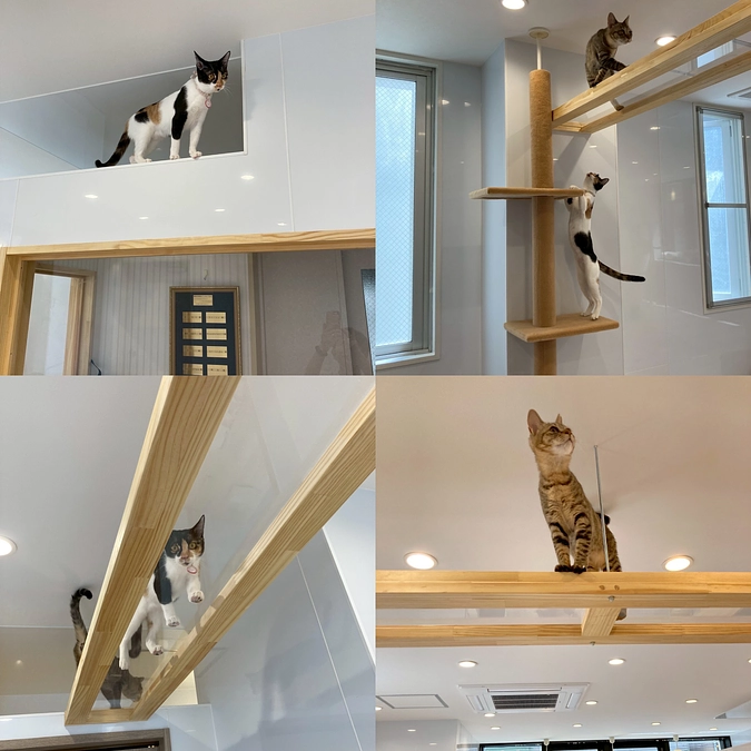 子猫たちが遊びに来てくれました！