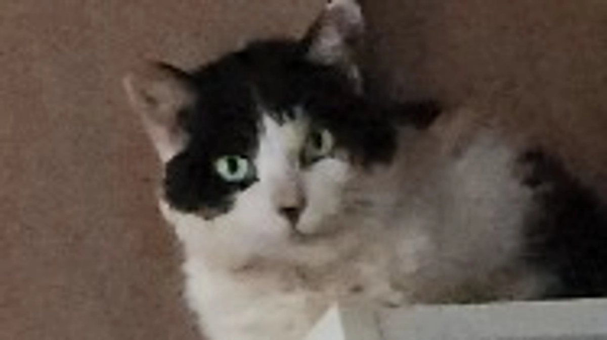 🆘️クラウドファンディング終了まで残り8時間になりました🆘️