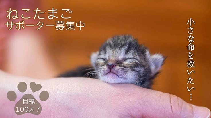 ねこたまごサポーター募集｜殺処分対象の猫達を救いたい！