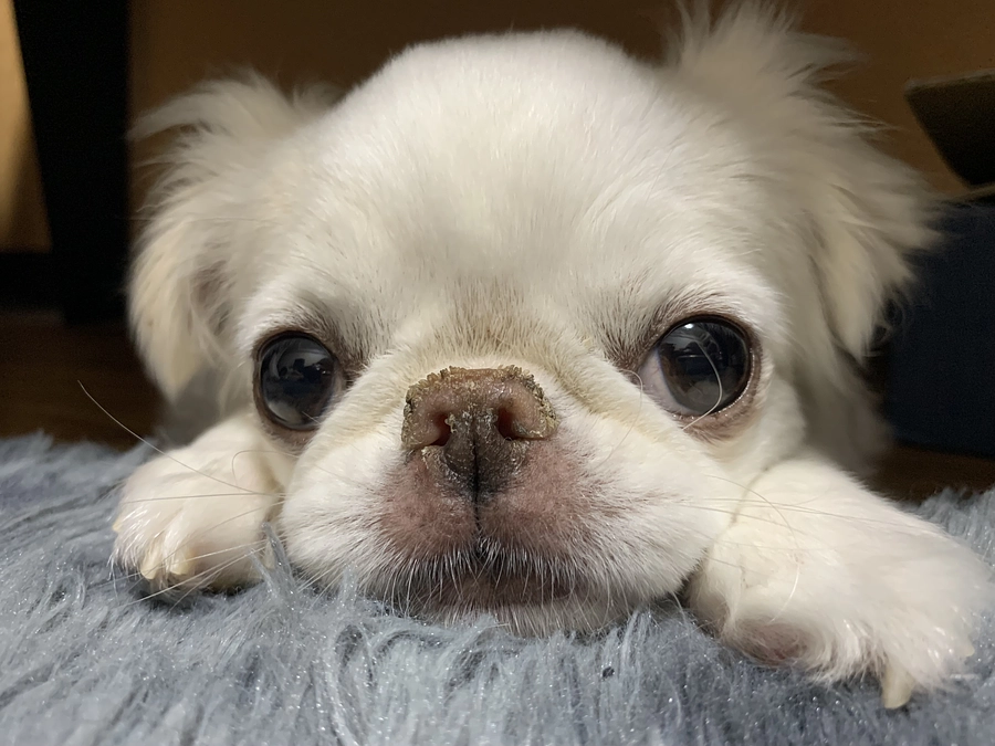 残り24日🐶✊‼️